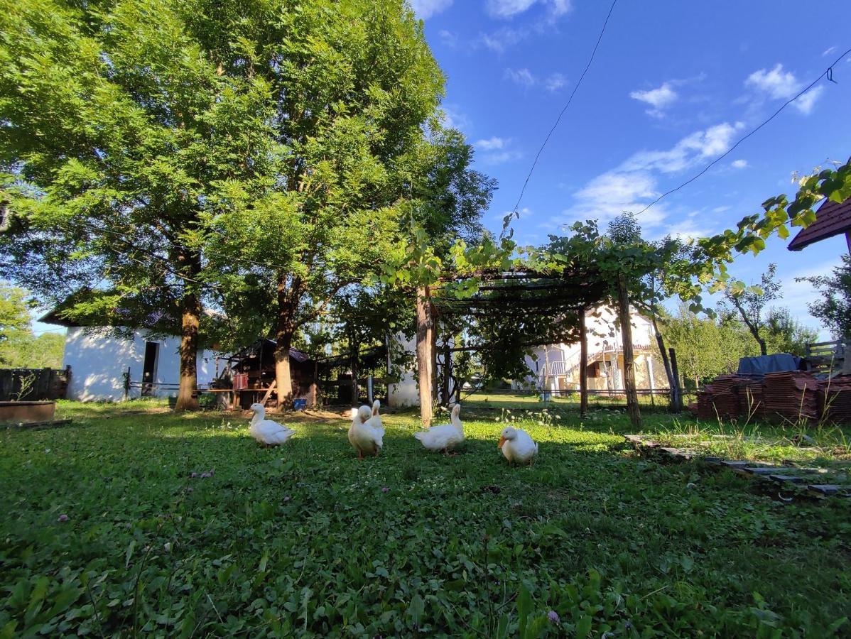 Apartments Eco Forest Resort Rakovica Eksteriør bilde